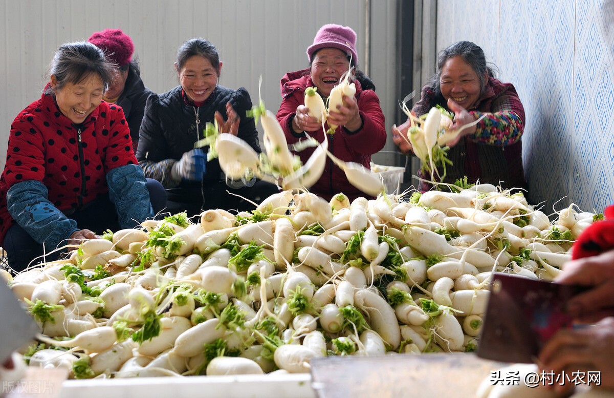 农村快速致富项目,6个最新农业种植好项目,致富项目农村