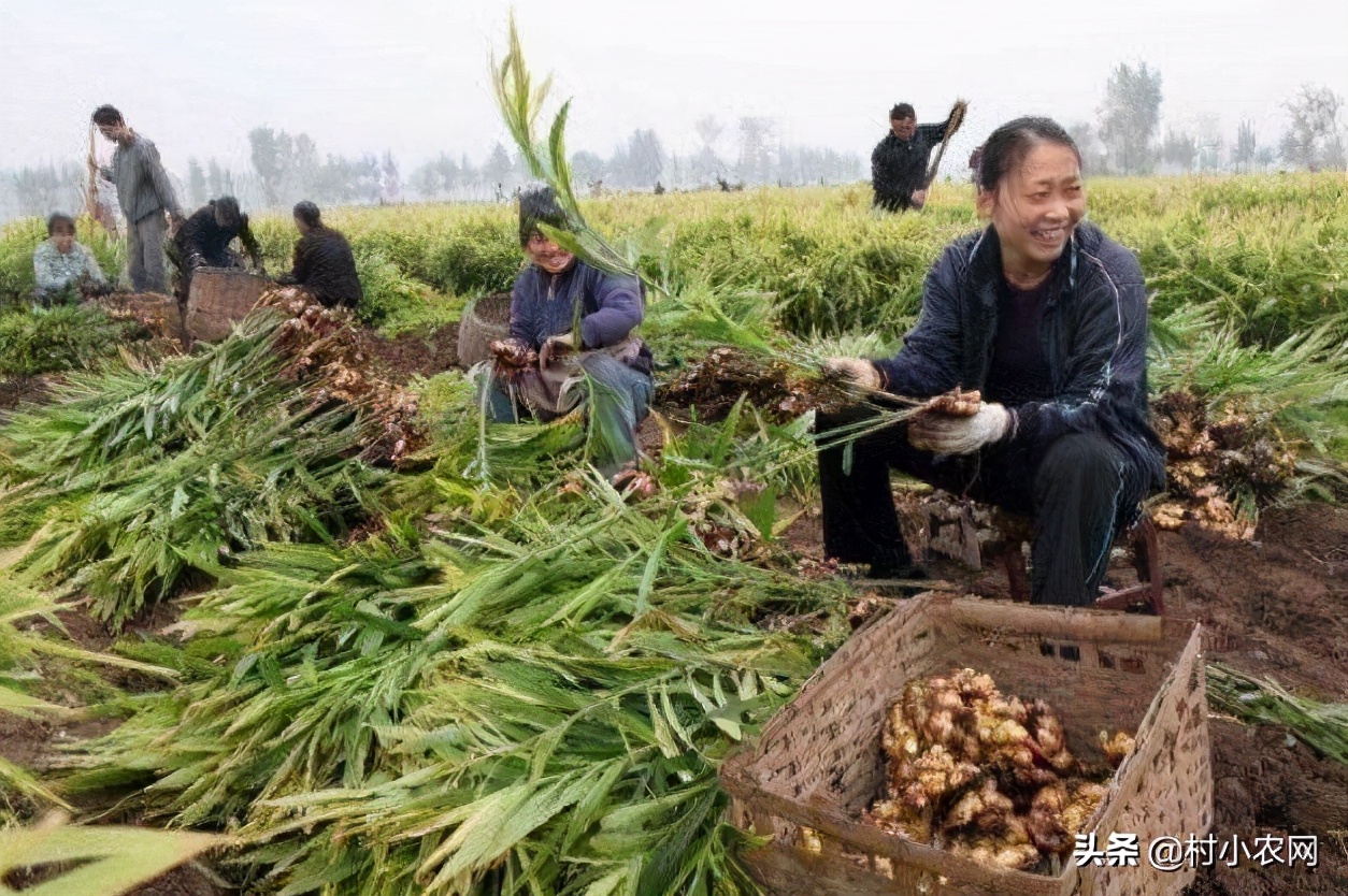 2021年种植什么最赚钱,目前最有前景的种植业,种植什么最赚钱