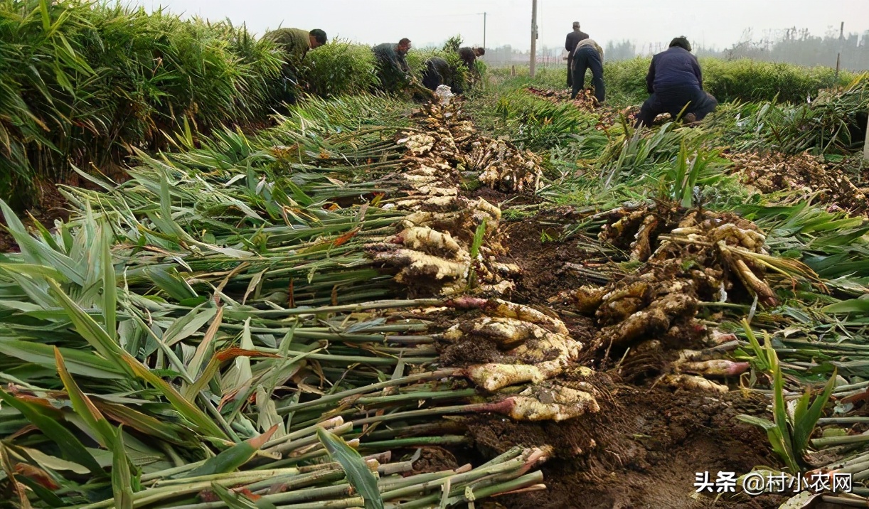 2021年种植什么最赚钱,目前最有前景的种植业,种植什么最赚钱