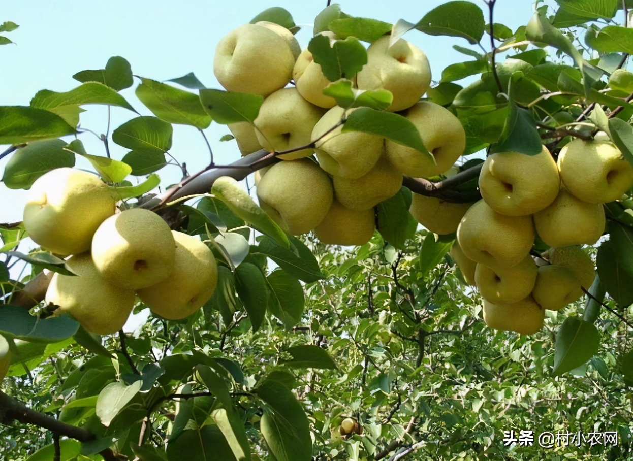 2021年种植什么最赚钱,目前最有前景的种植业,种植什么最赚钱