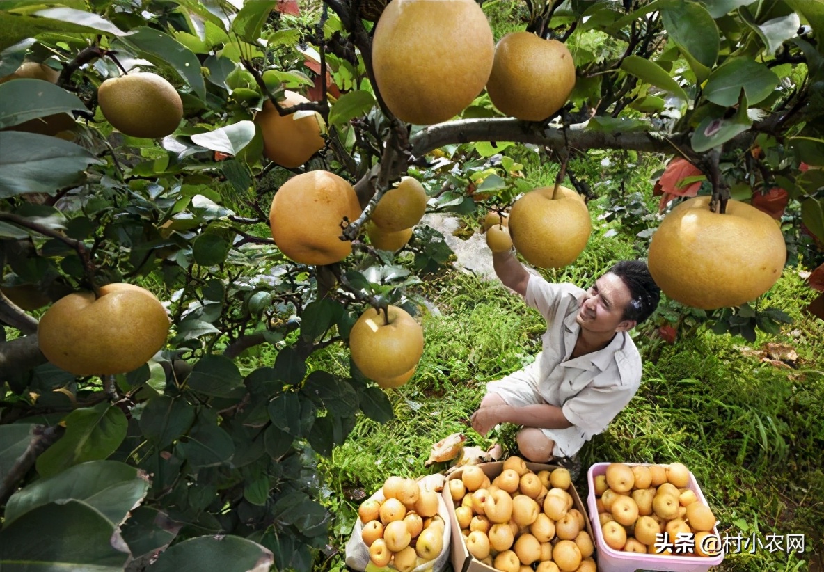 2021年种植什么最赚钱,目前最有前景的种植业,种植什么最赚钱