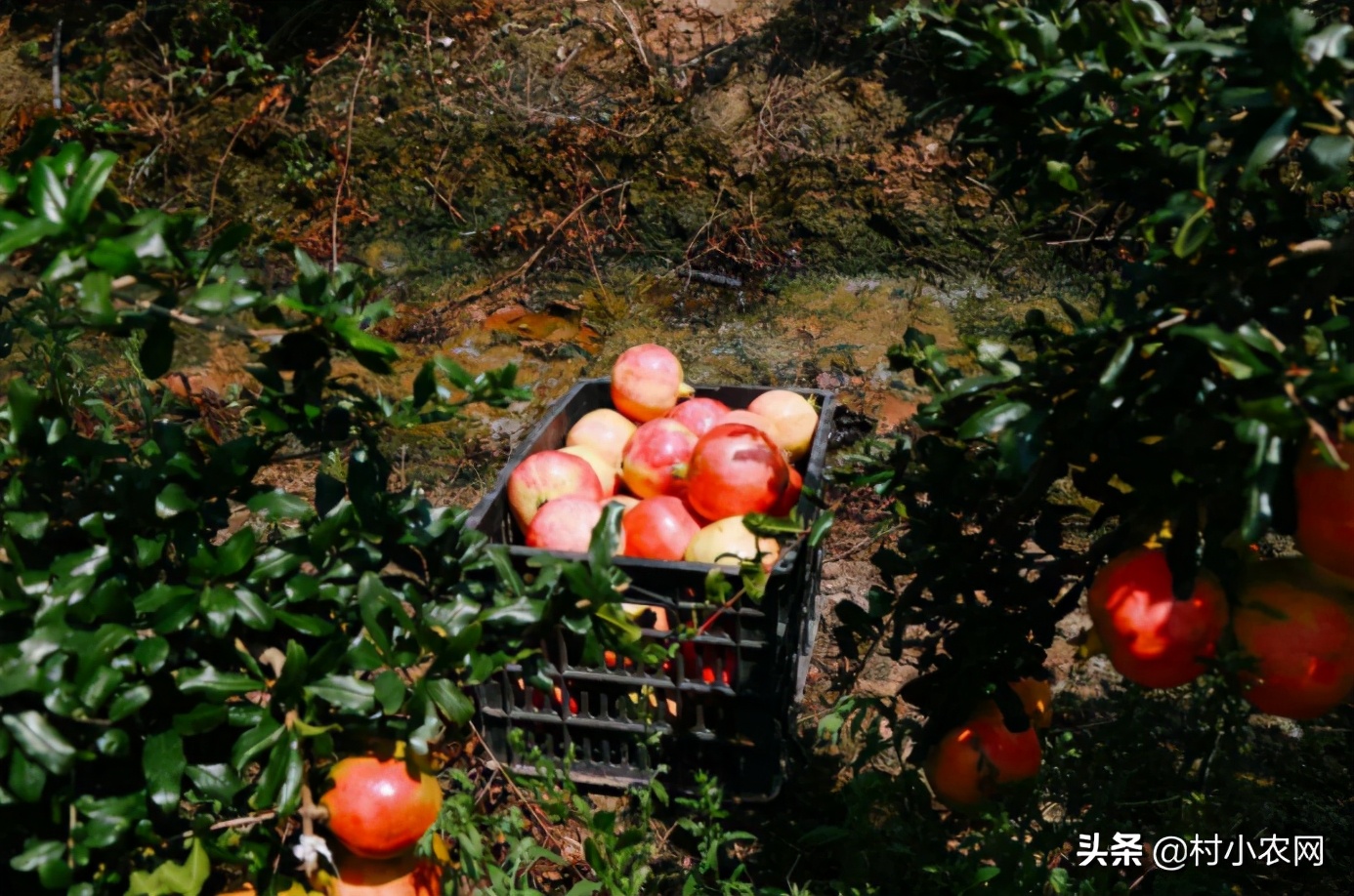 2021年种植什么最赚钱,目前最有前景的种植业,种植什么最赚钱