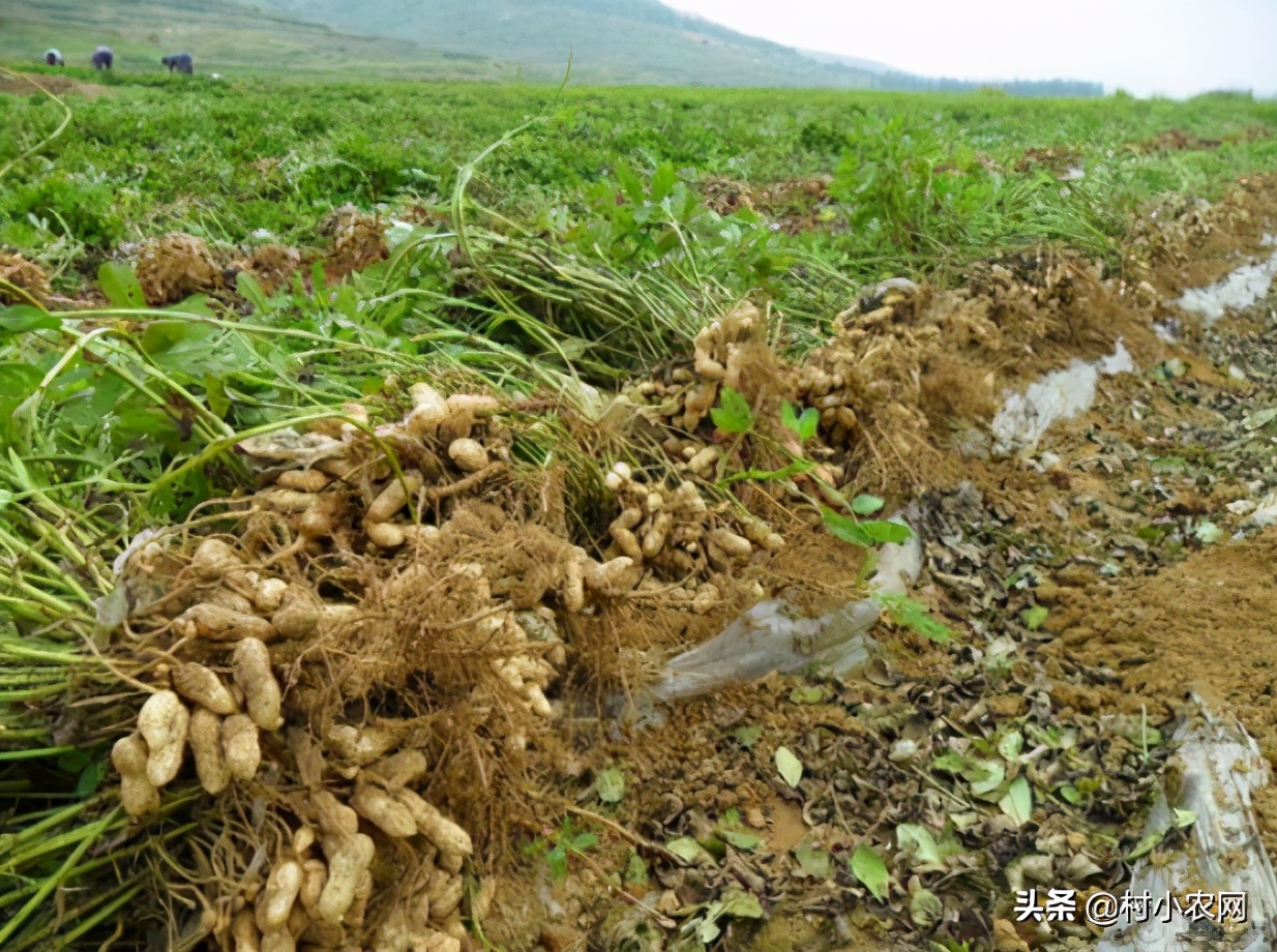 2021年种植什么最赚钱,目前最有前景的种植业,种植什么最赚钱