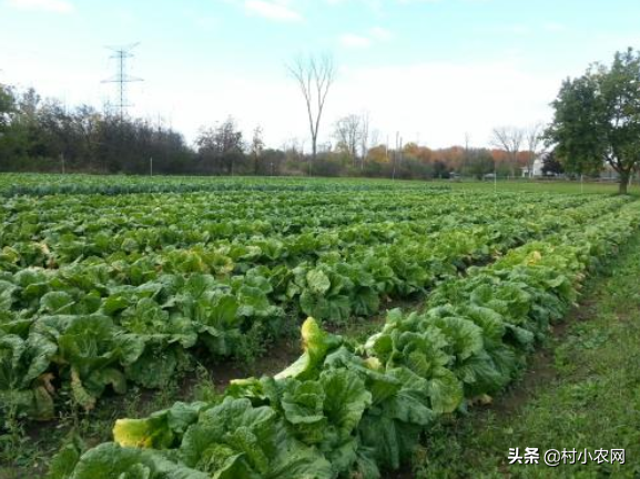 农村种植项目有哪些,高效益农村种植特色项目,农村种植项目