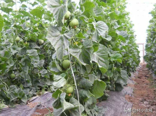 农村种植项目有哪些,高效益农村种植特色项目,农村种植项目