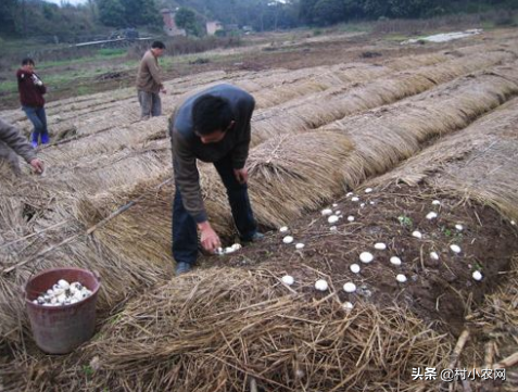 农村种植创业项目有哪些,投资小挣钱快的12个项目推荐,农村种植创业项目