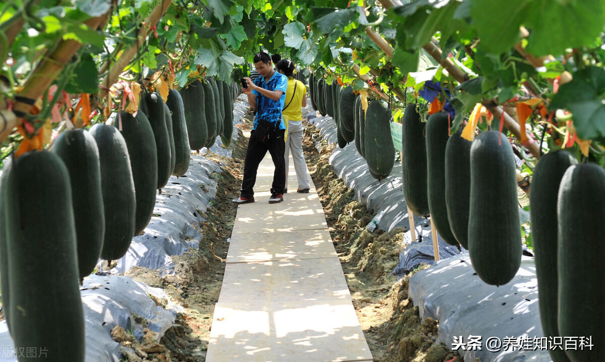 未来学点什么技术有前途,简述低学历适合学哪些技术,学点什么技术有前途