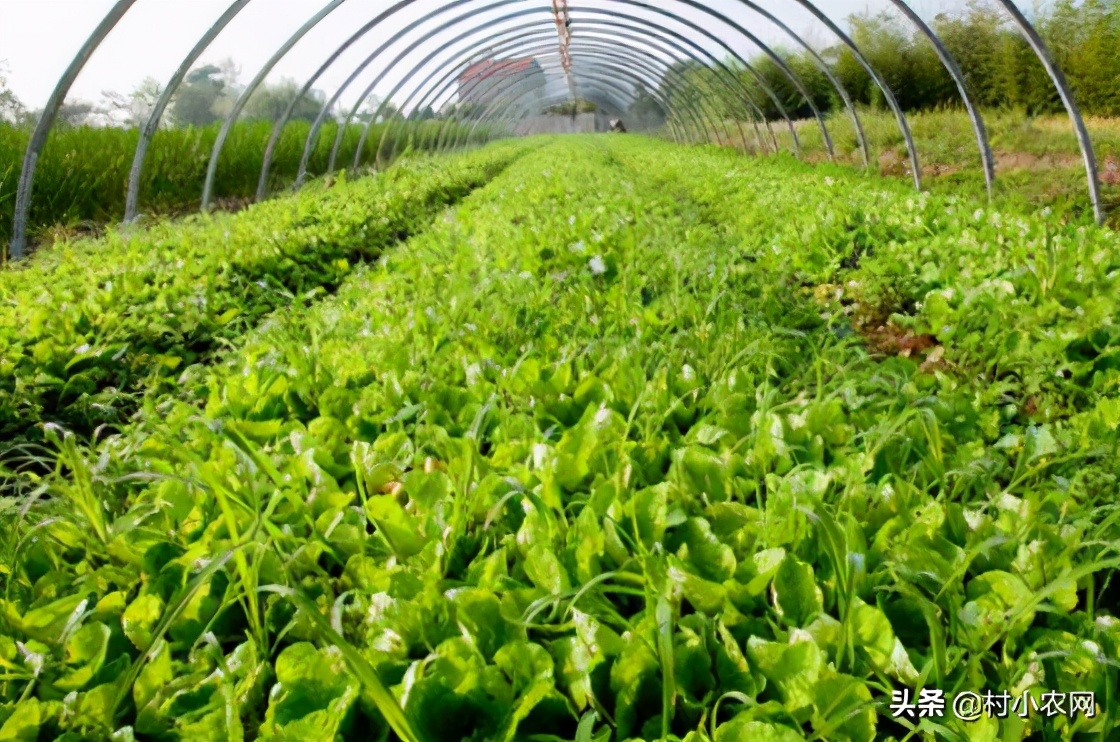 农村种植致富好项目大全,推荐6个销路好的种植项目,农村种植致富好项目