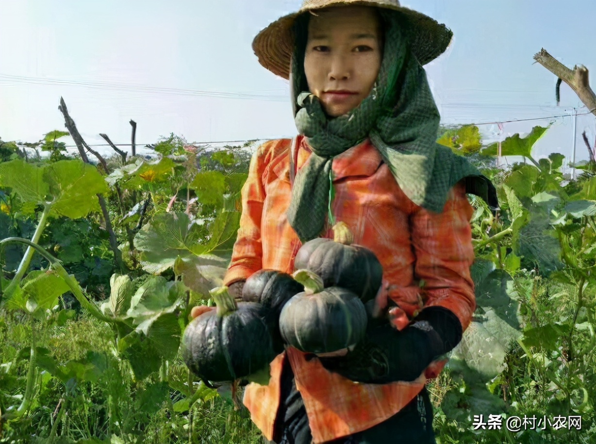 农村种植致富好项目大全,推荐6个销路好的种植项目,农村种植致富好项目