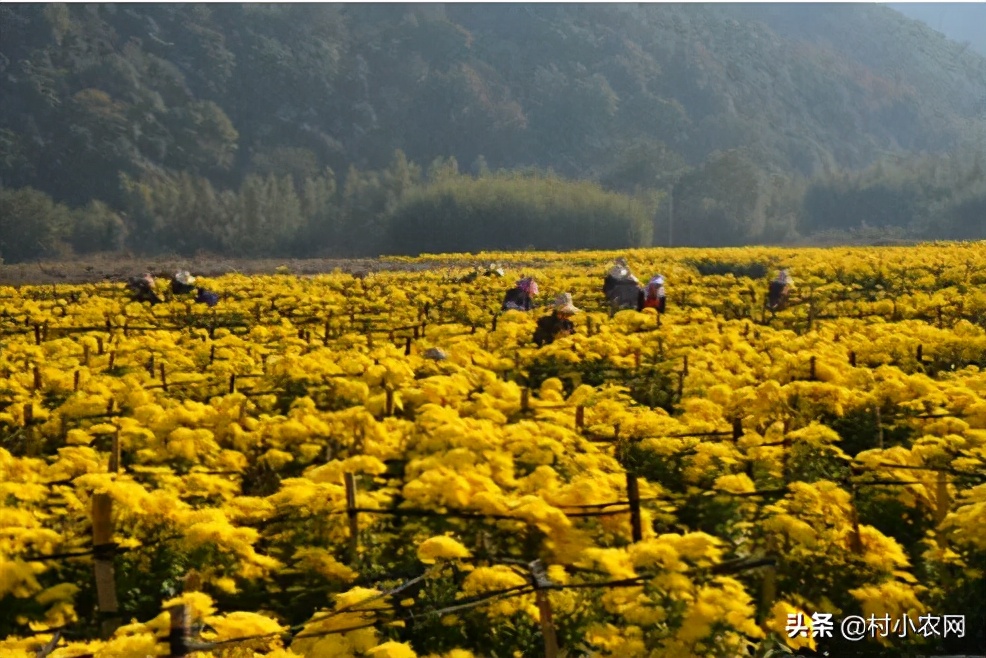 农村种植致富好项目大全,推荐6个销路好的种植项目,农村种植致富好项目