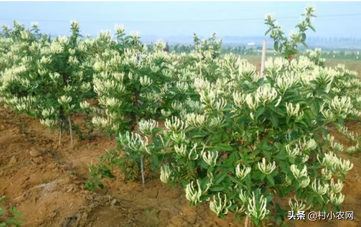 农村种植致富好项目大全,推荐6个销路好的种植项目,农村种植致富好项目