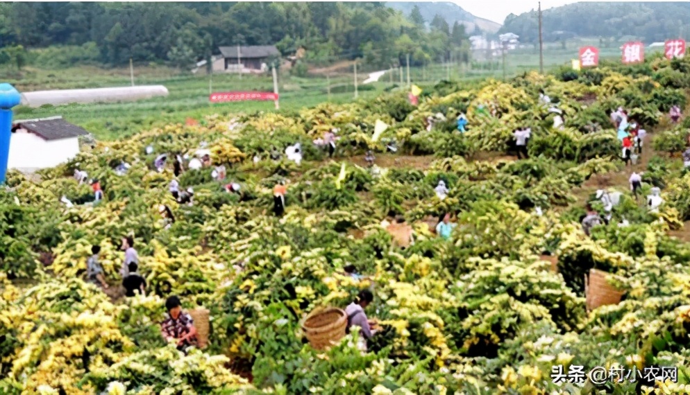 农村种植致富好项目大全,推荐6个销路好的种植项目,农村种植致富好项目