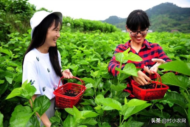 农村赚钱生意项目大全,白手起家做什么生意好,农村赚钱生意